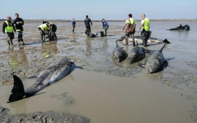 Grande opération de sauvetage des dauphins